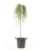 Walker Weeping Siberian Pea Shrub in a black nursery pot with weeping branches full of dainty green leaves