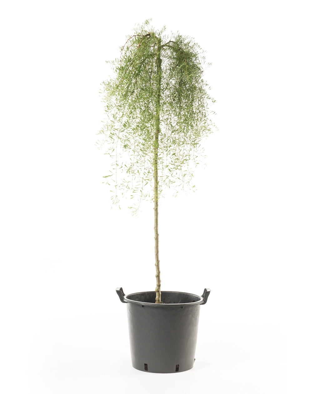 Walker Weeping Siberian Pea Shrub in a black nursery pot with weeping branches full of dainty green leaves