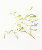 A closeup of the Walker Siberian Weeping Pea Shrub dainty lime green leaves