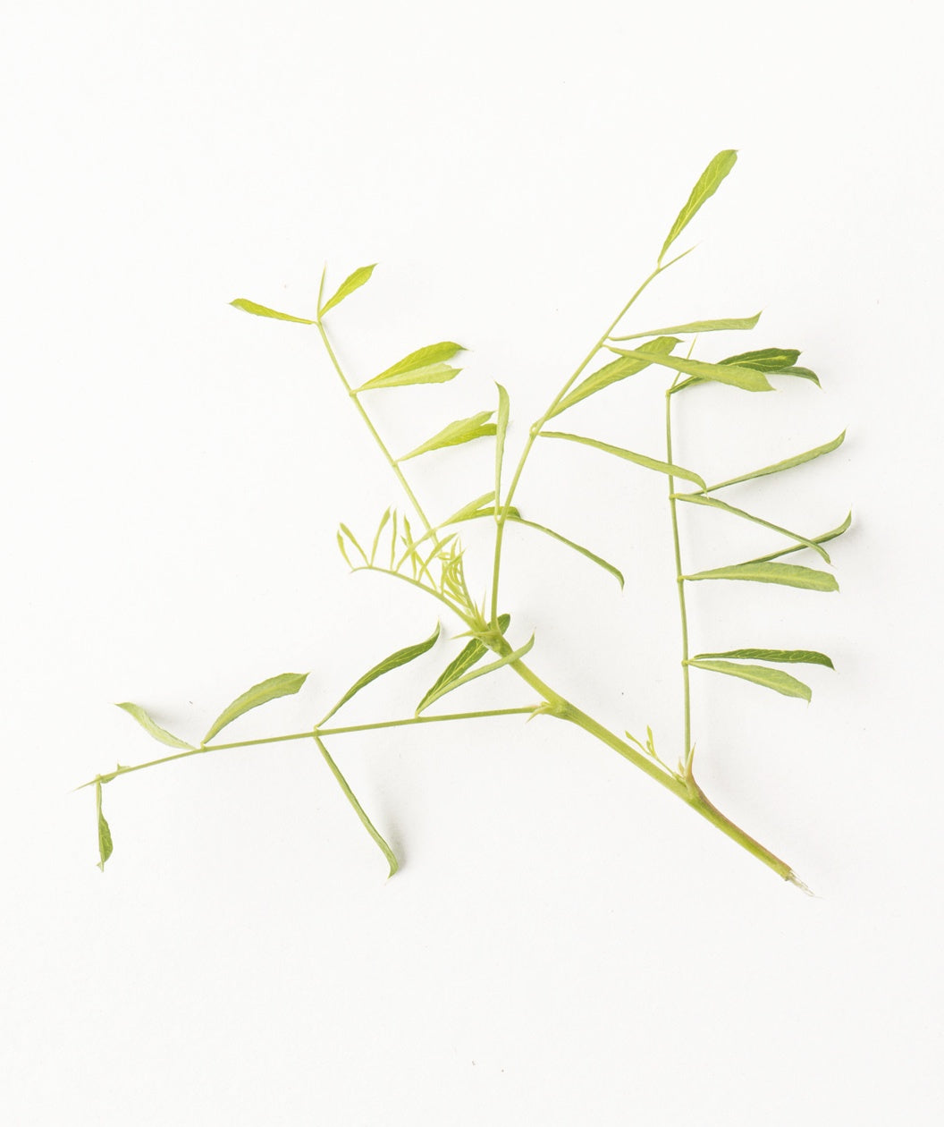 A closeup of the Walker Siberian Weeping Pea Shrub dainty lime green leaves