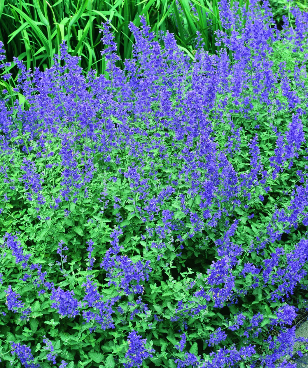 Walker's Low Catmint Bower & Branch