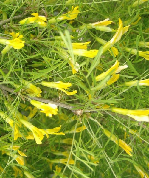 A closeup of the Walker Weeping Siberian Pea Shrub light green, feather-like foliage and bright yellow flowers