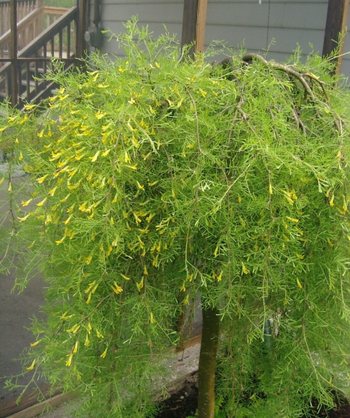 A Walker Weeping Siberian Pea Shrub tree planted in a landscape with cascading light green, feathery fine foliage and bright yellow flowers opening to full bloom