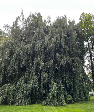 Weeping European Beech growing in a landscape, Providence Rhode Island, colonial home built in 1723