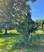 Beautiful Blue Weeping Alaskan Cedar in the landscape 