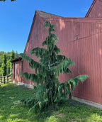 Weeping Blue Alaskan Cedar tree in the landscape next to a home