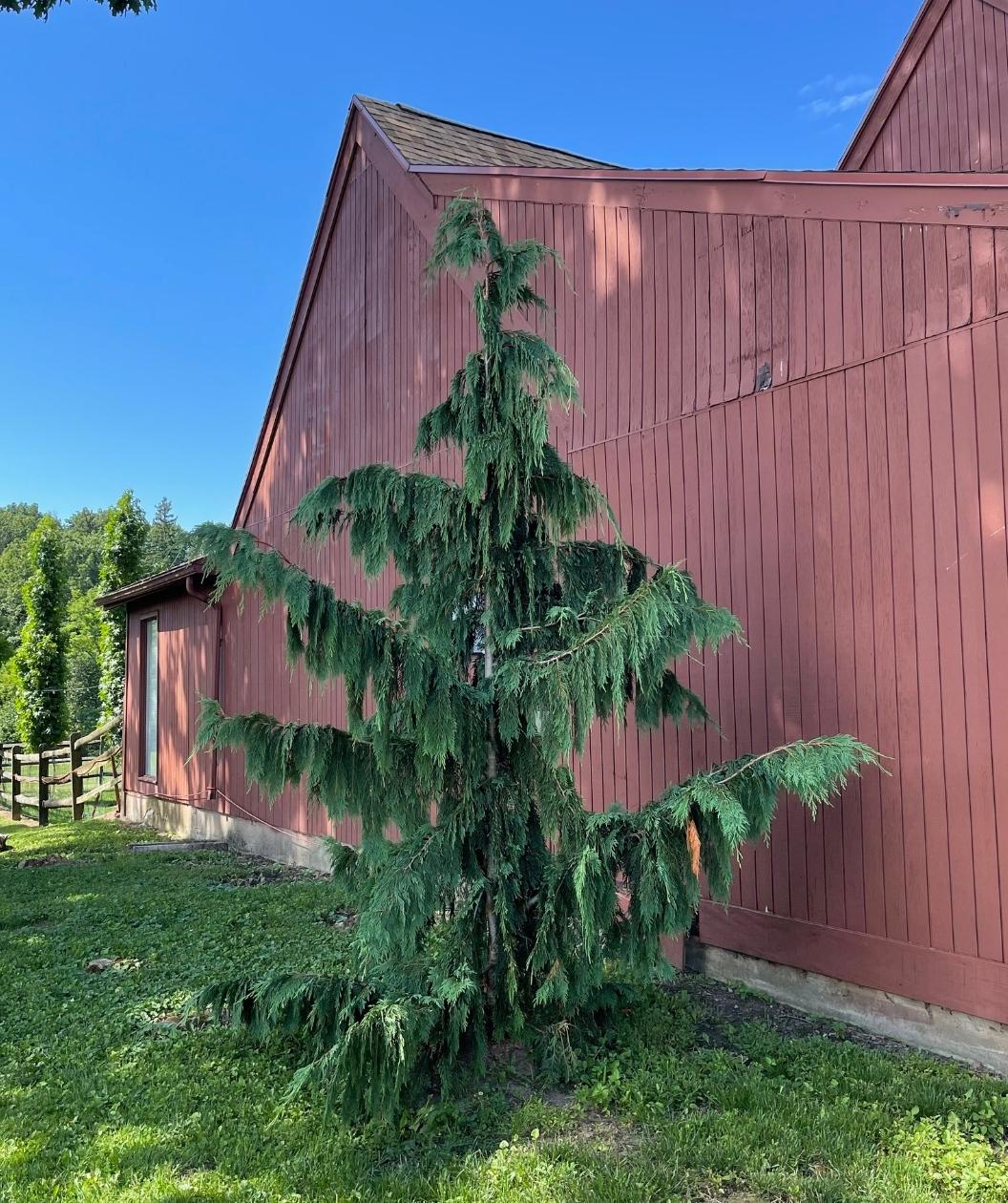 Weeping Blue Alaskan Cedar tree in the landscape next to a home