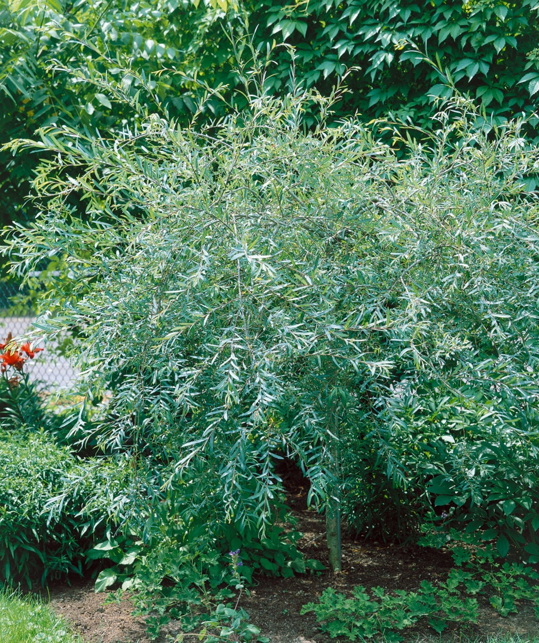 Weeping Blue Arctic Willow blue-green thin leaves on tree planted in the landscape