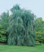 Weeping European Beech growing in a landscape, tall weeping branched tree with dark green crinkled looking leaves