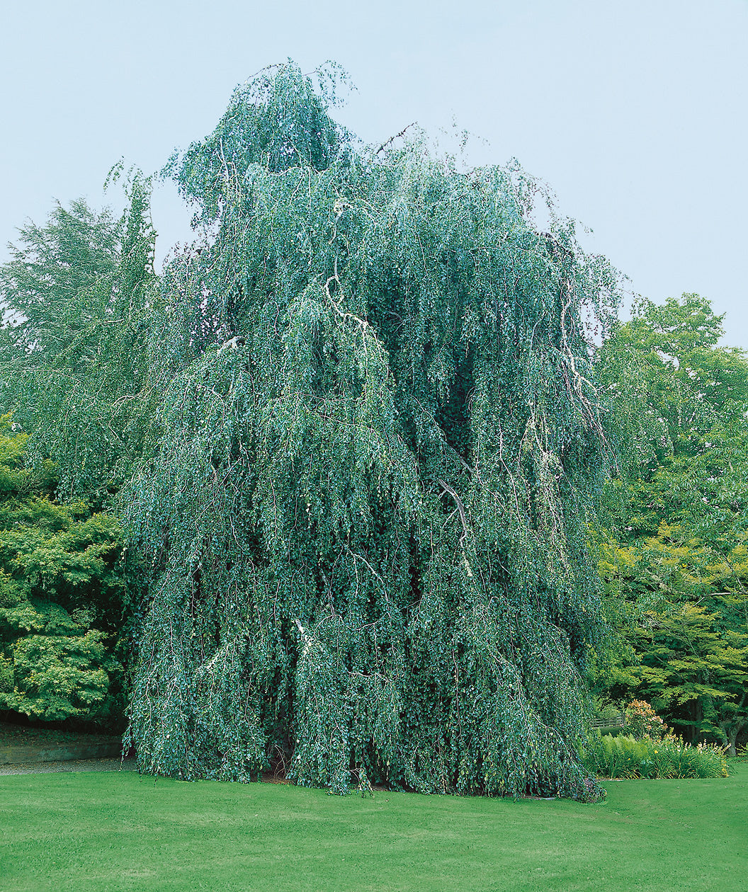 Weeping European Beech