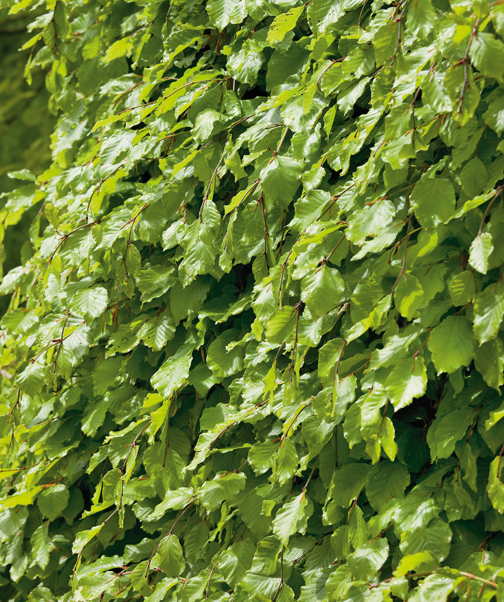 Close up of Weeping European Beech leaves, green crinkled looking leaves growing on weeping branches