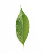 Weeping Flowering Cherry closeup of green oblong leaf