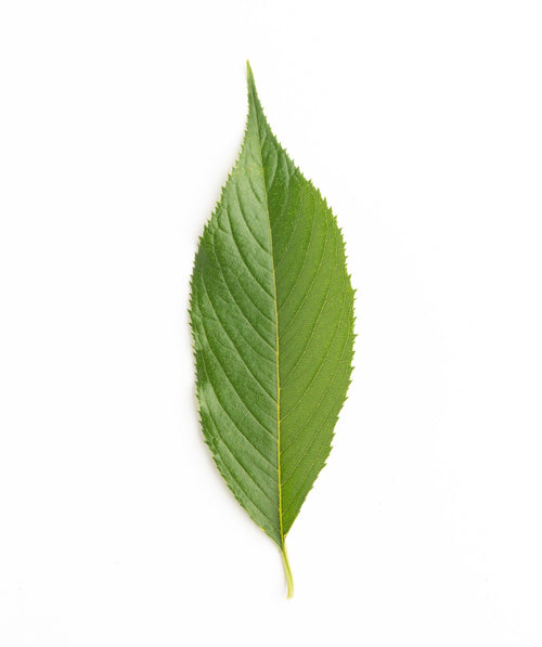 Weeping Flowering Cherry closeup of green oblong leaf