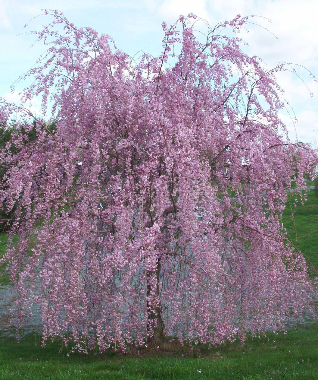 Weeping Flowering Cherry in full pink bloom planted in front of a pond