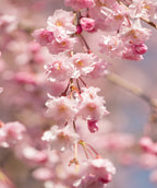 Weeping Flowering Cherry blush pink fluffy flowers closeup