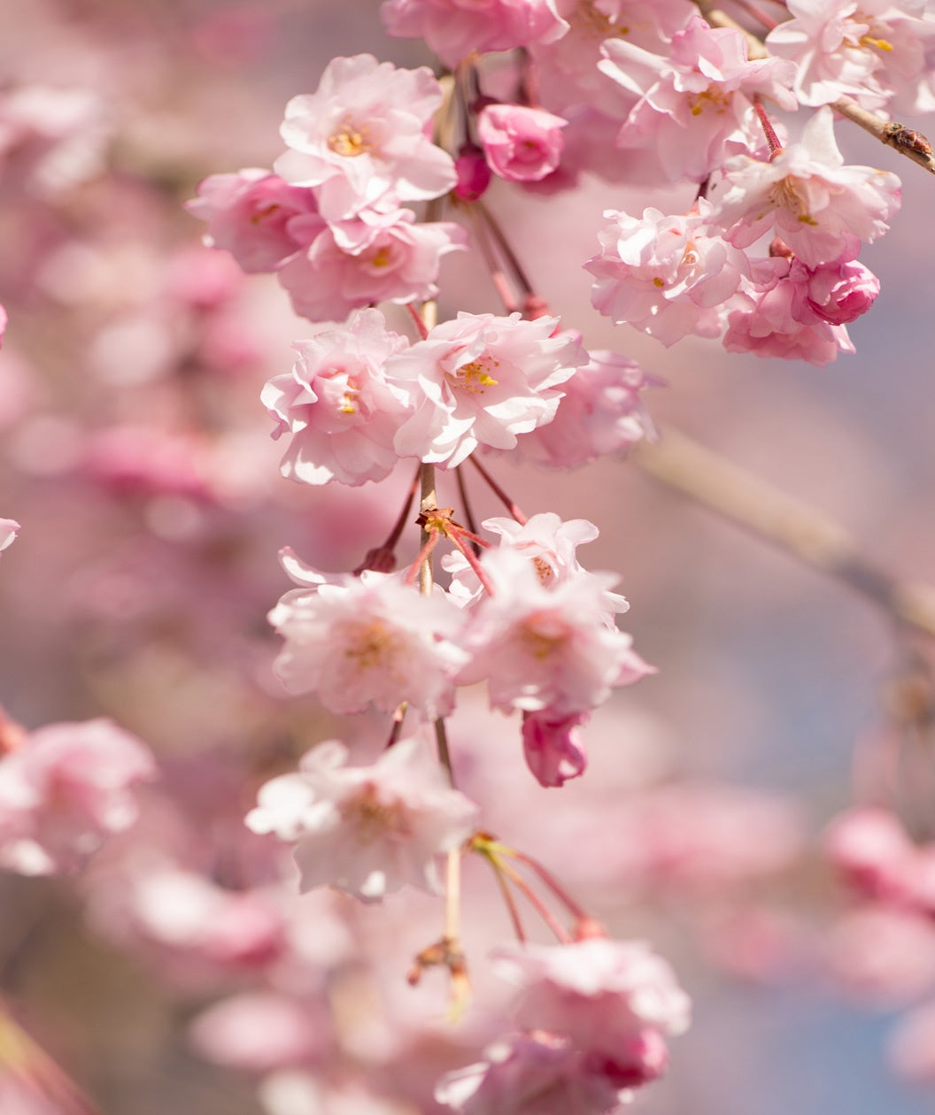 Weeping Flowering Cherry blush pink fluffy flowers closeup