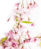 Weeping Flowering Cherry fluffy blush pink-white flowers with light green leaves