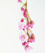 Weeping Flowering Cherry fluffy blush pink flowers with hot pink buds