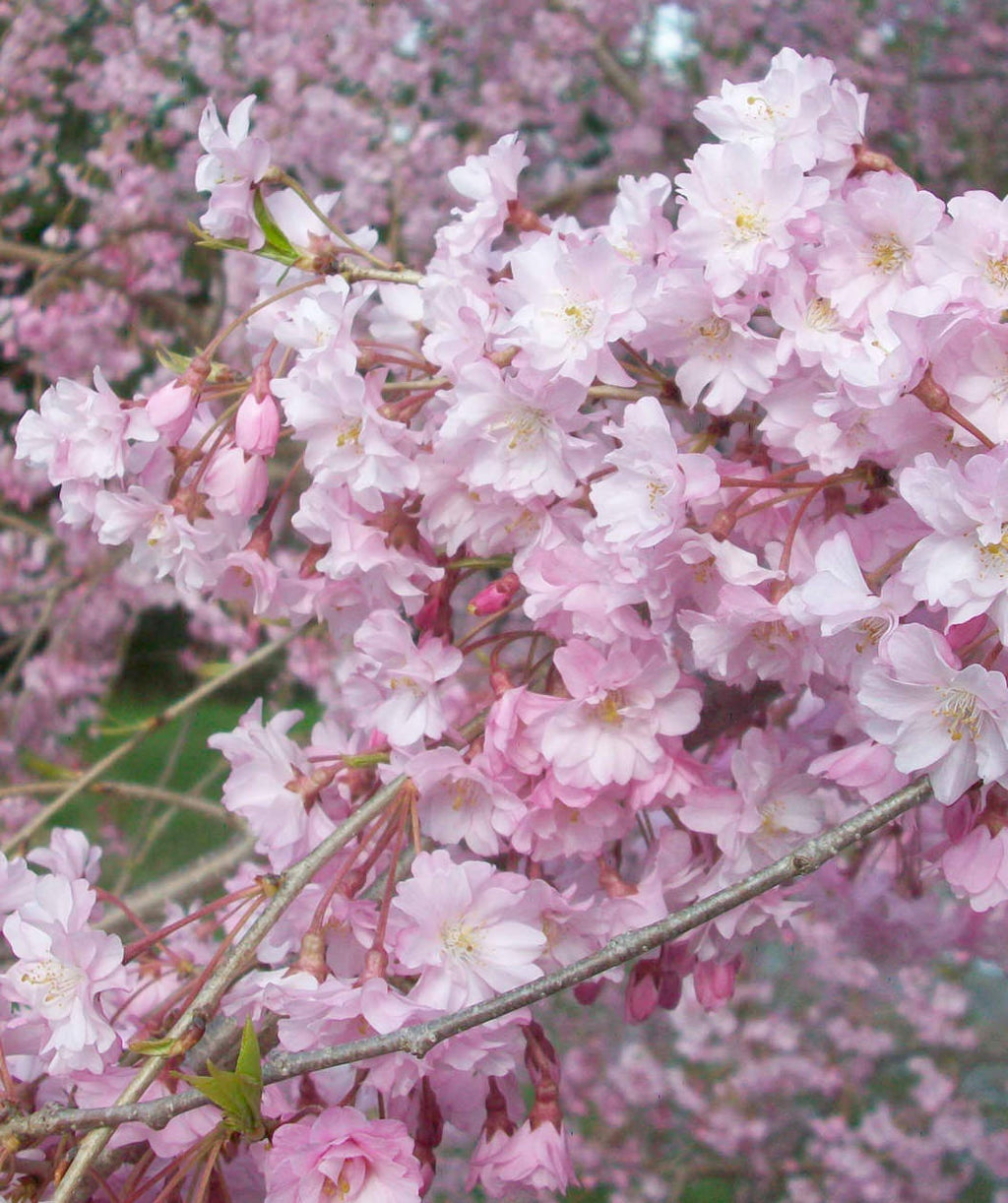 Close up of Weeping Flowering Cherry flowers, lots of fluffy pink flowers on brown weeping branches
