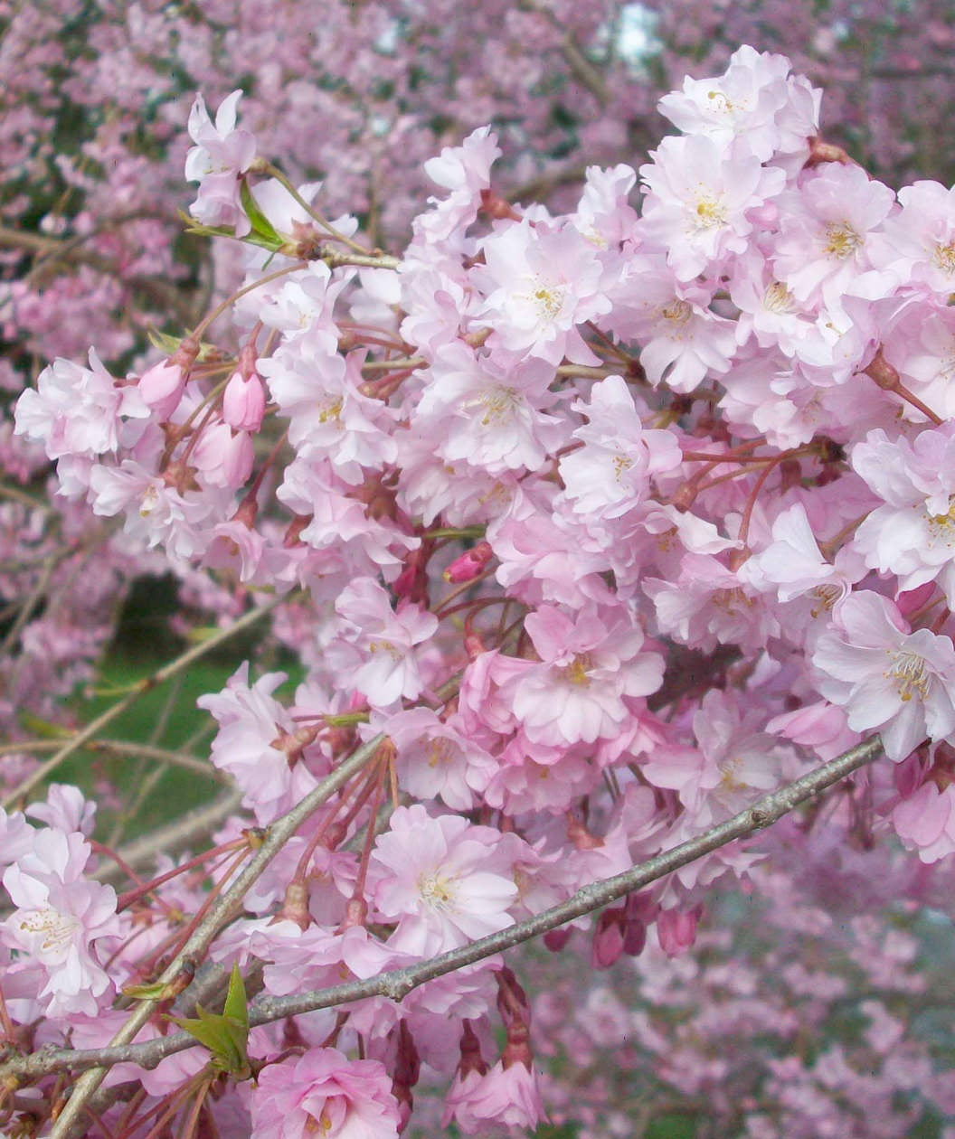 Close up of Weeping Flowering Cherry flowers, lots of fluffy pink flowers on brown weeping branches