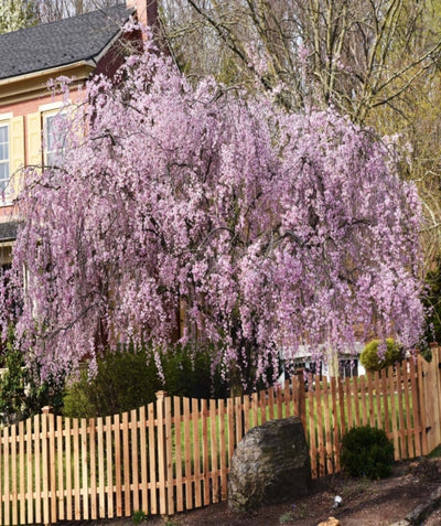 Weeping Flowering Cherry planted in a landscape, weeping branches covered in fluffy pink flowers