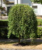 Weeping Pussy Willow planted in landscape with dark green leaves sweeping to the ground