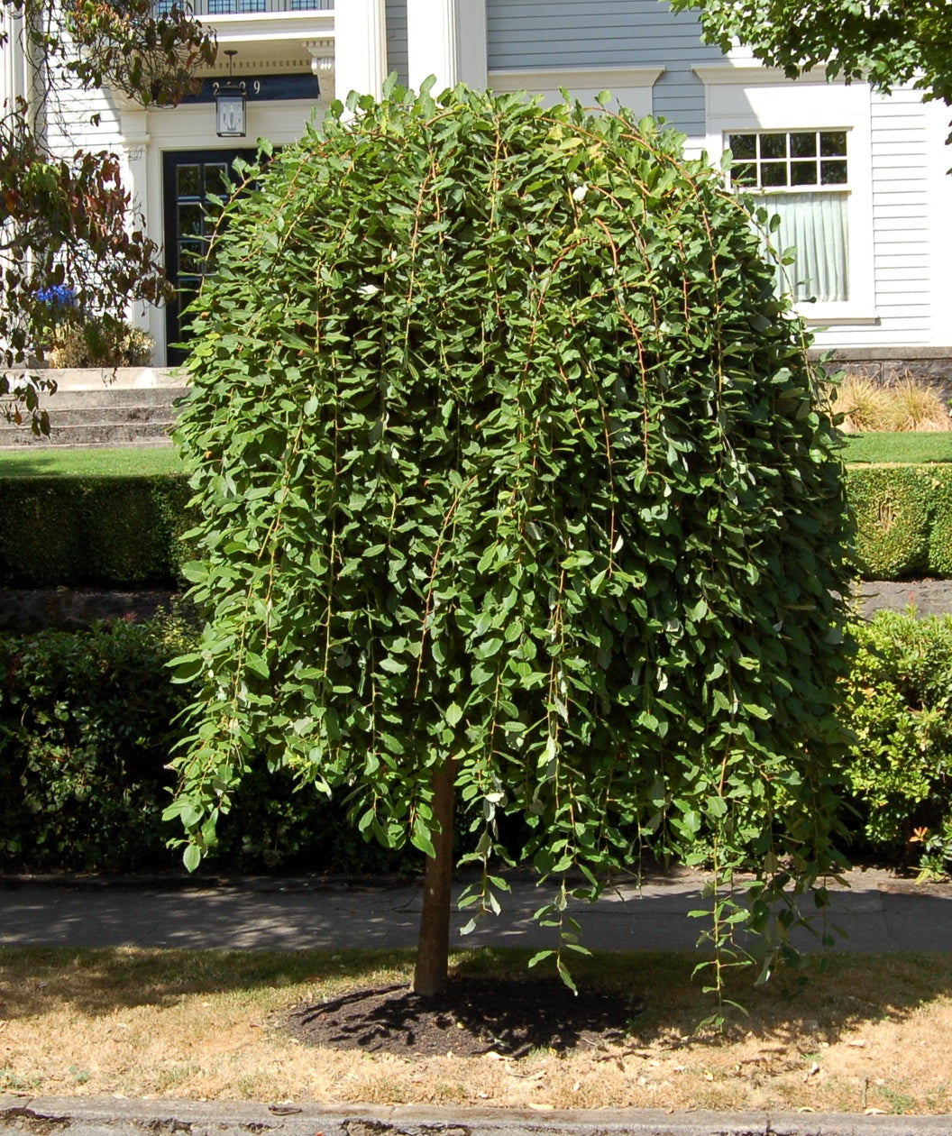 Weeping Pussy Willow planted in landscape with dark green leaves sweeping to the ground