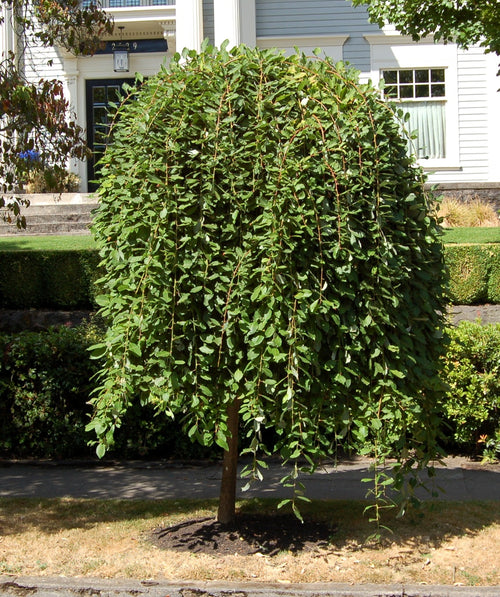 Weeping Pussy Willow planted in landscape with dark green leaves sweeping to the ground