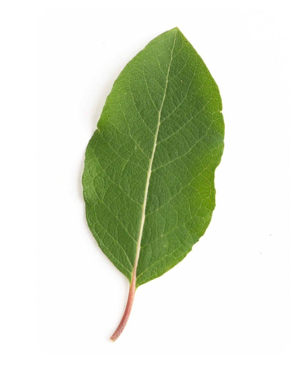 Weeping Pussy Willow closeup of deep green oblong leaf
