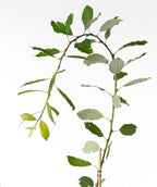 Weeping Pussy Willow dark green oblong leaves on weeping branch
