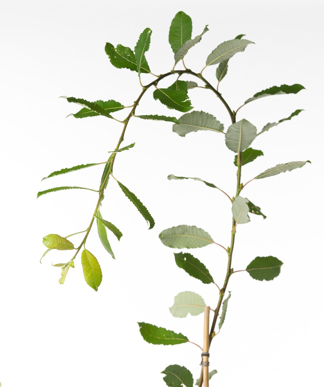 Weeping Pussy Willow dark green oblong leaves on weeping branch