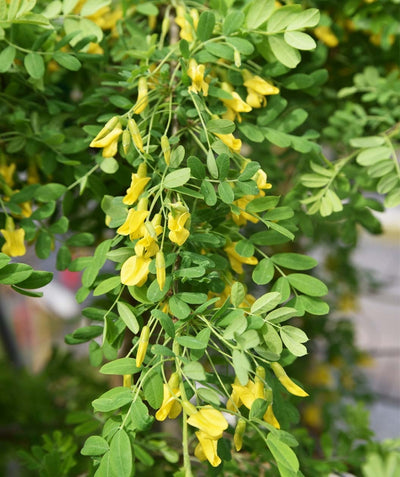 A closeup of the Weeping Siberian Pea Shrub with deep green leaves and sunny yellow flowers
