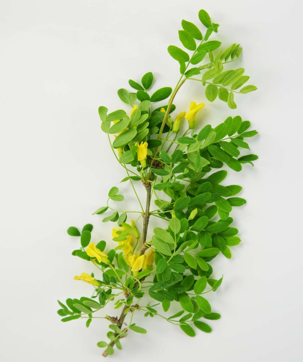 A branch of the Weeping Siberian Pea Shrub with deep green leaves and sunny yellow flower clusters