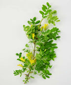 A branch of the Weeping Siberian Pea Shrub with deep green leaves and sunny yellow flower clusters