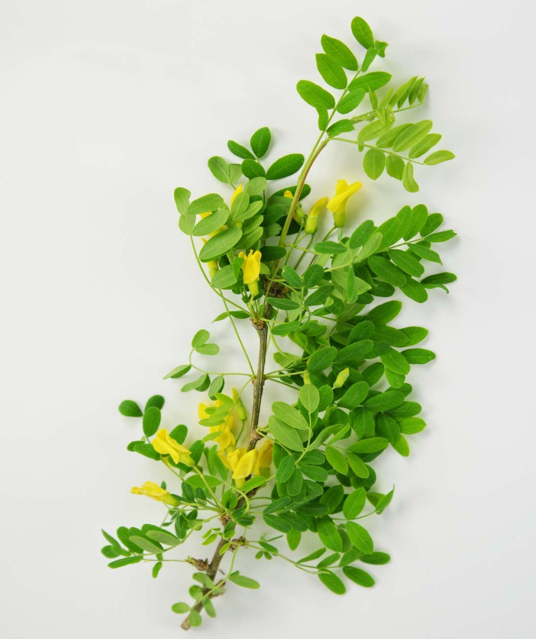 A branch of the Weeping Siberian Pea Shrub with deep green leaves and sunny yellow flower clusters