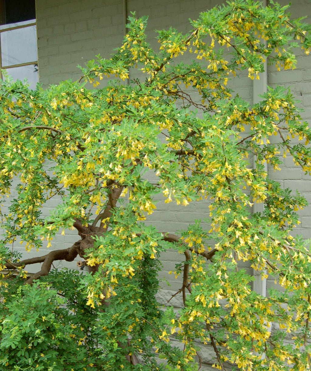Weeping Siberian Pea Shrub with dark green leaves in full bloom with yellow flowers planted alongside building