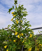 A close up of the Weeping Siberian Pea Shrub yellow flowers with deep green leaves