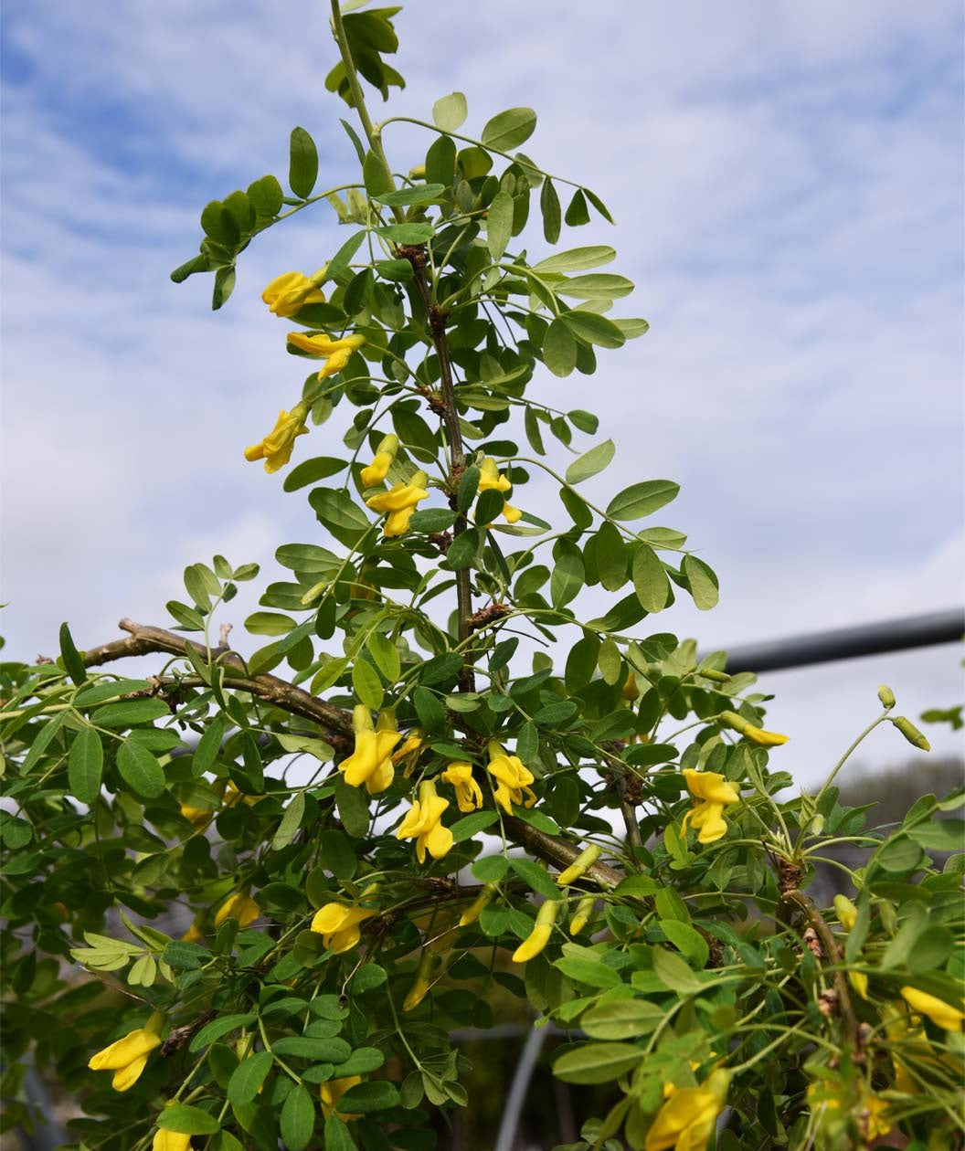 a tall pea plant with yellow seeds Weeping Siberian Pea Shrub