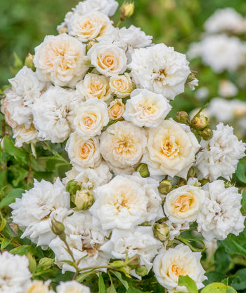 Close up of Drift White Rose flowers, several medium sized fragrant white flowers with yellow centers emerging from dark green foliage