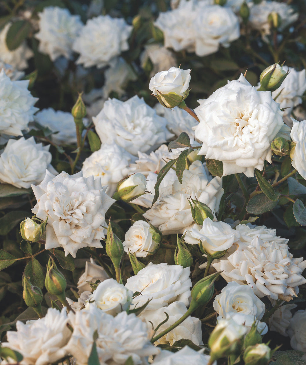 Close up of Drift White Rose flowers, several medium sized fragrant white flowers with yellow centers emerging from dark green foliage