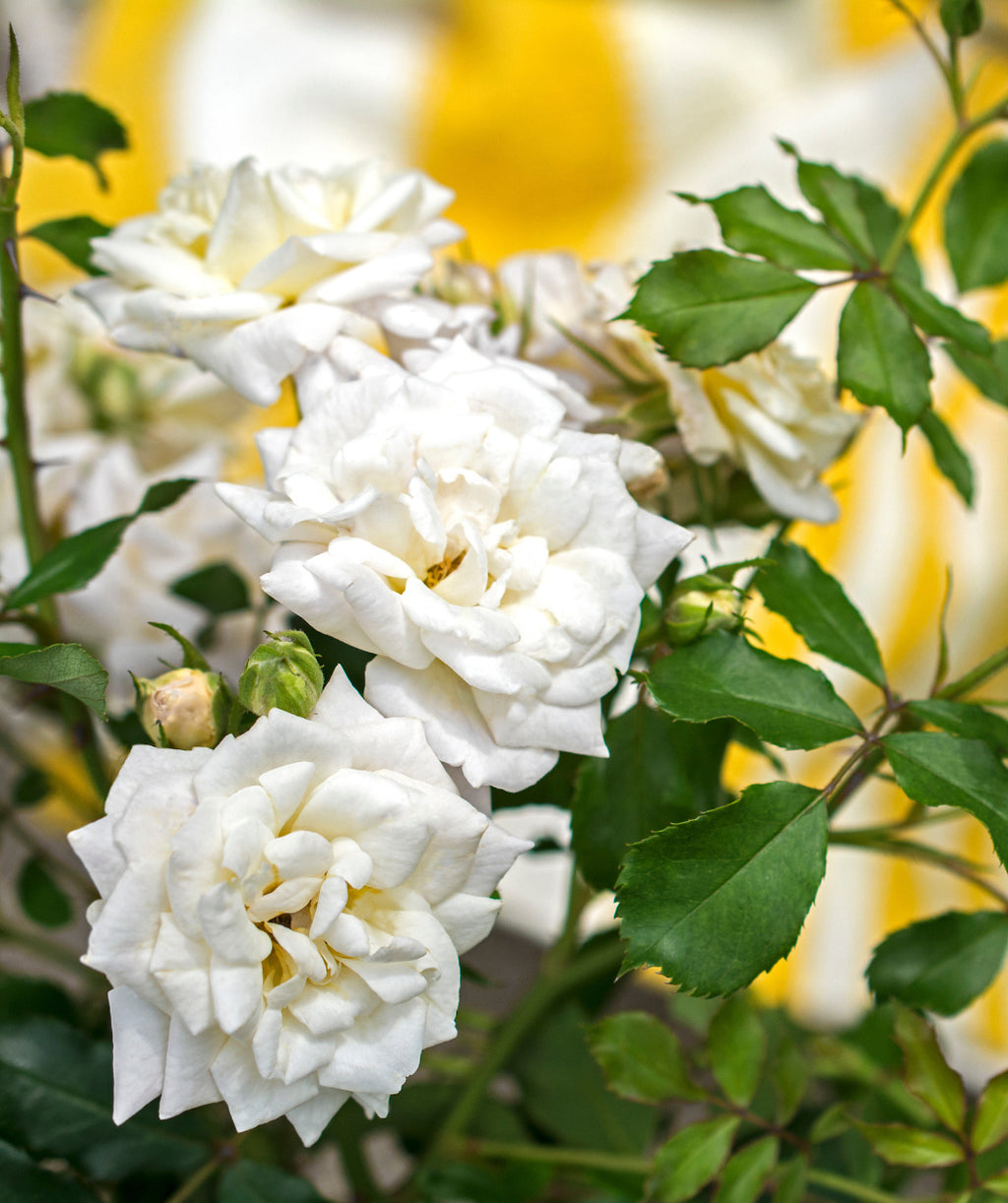 Close up of Drift White Rose flowers, several medium sized fragrant white flowers with yellow centers emerging from dark green foliage