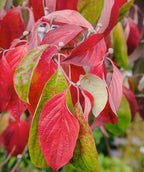 A closeup of the White Flowering Dogwood green leaves as they transition to the bright red hues of the fall color hanging on tree