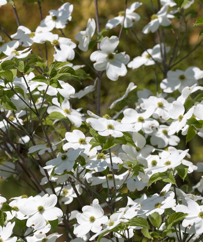 A closeup of the bright white, four petaled flowers with green centers belonging to the White Flowering Dogwood