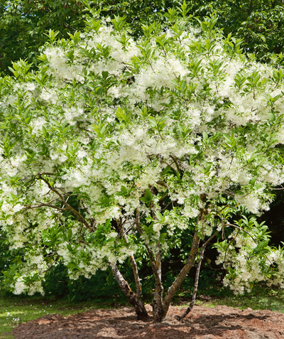 A large multi stemmed White Fringetree planted in a landscape, covered in green leaves and the fluffy, white, ribbon like flowers 