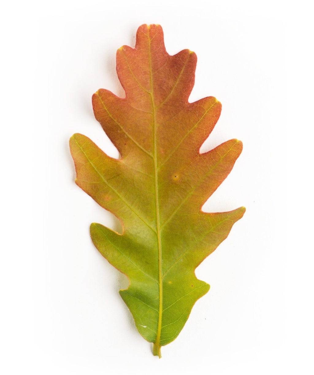 White Oak leaf in transition from spring green to orange-yellow fall color