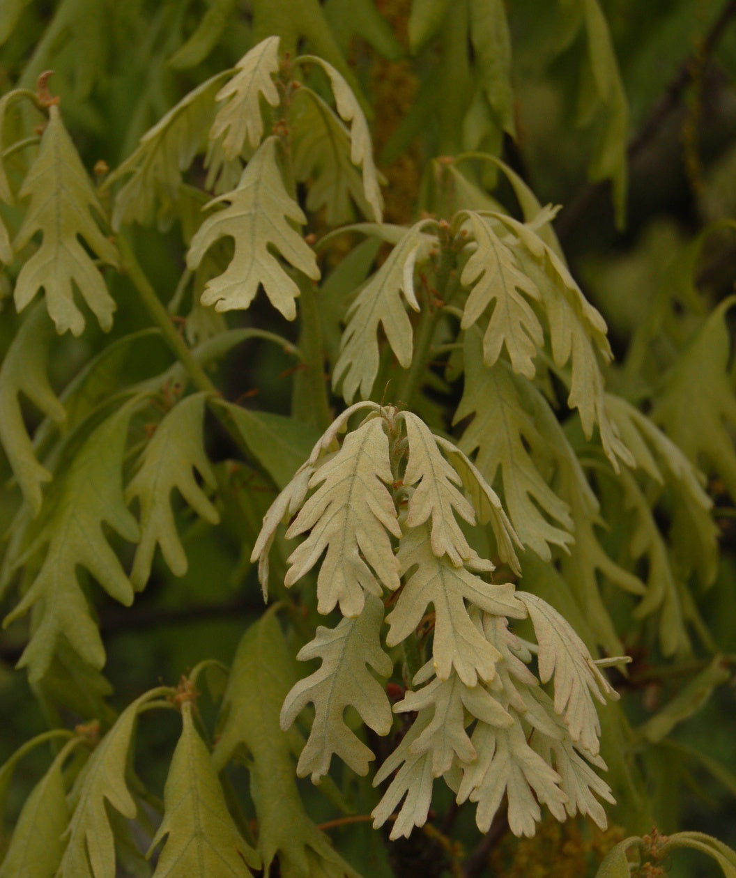 White Oak closeup of spring green leaves