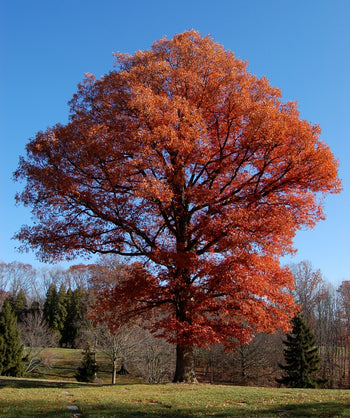 White Oak tree with red-orange leaves located in a fall landscape