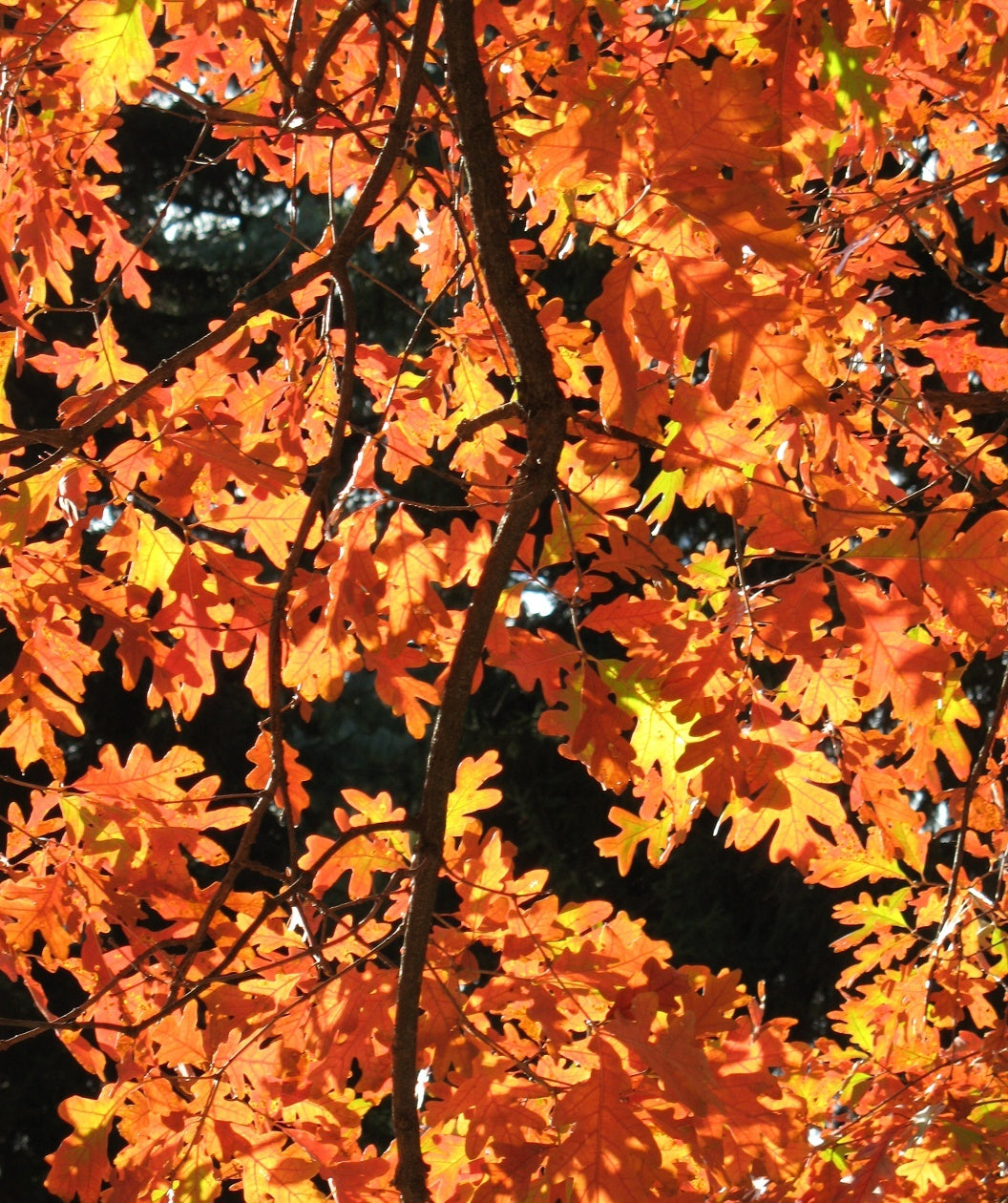 White Oak orange-red leaves as seen from under the canopy