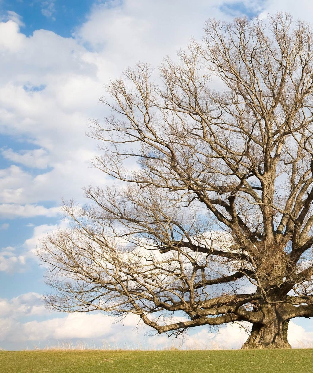 White Oak as seen in the snowless winter landscape with no leaves on the branches