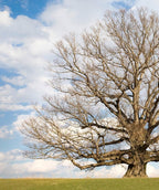 White Oak as seen in the snowless winter landscape with no leaves on the branches